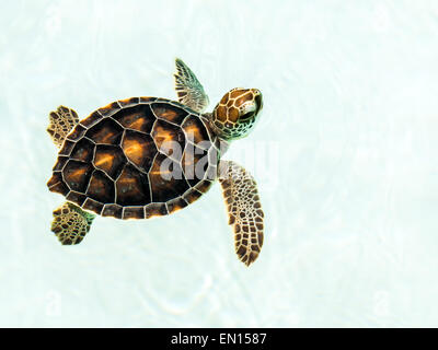 Vom Aussterben bedrohte niedlichen Schildkröte Schwimmen im kristallklaren Wasser Stockfoto