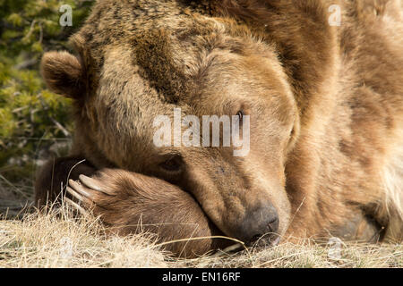 Grizzly Bär (Ursus Arctos Horribilis) eine Pause während des Tages Stockfoto