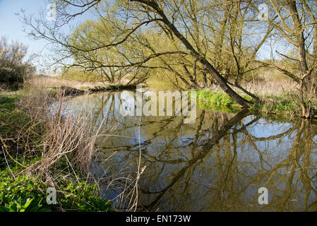 Fluss Stour überhängenden Bäume Stockfoto