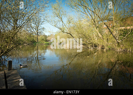 Fluss Stour mit überhängenden Bäumen Stockfoto