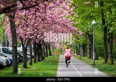 Berlin, Deutschland. 25. April 2015. Eine Frau gekleidet in rosa reitet ein Fahrrad entlang einer Allee mit japanischen Kirschbäumen im Görlitzer Park in Berlin, Deutschland, 25. April 2015. Foto: Gregor Fischer/Dpa/Alamy Live News Stockfoto