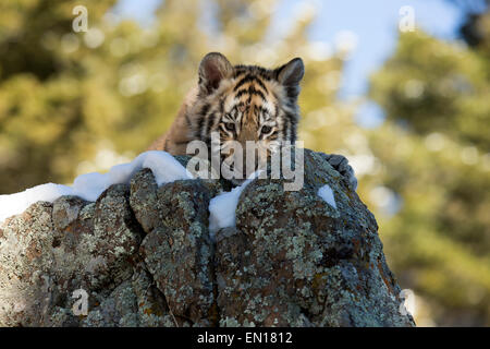Sibirische Tiger (Panthera Tigris Altaica) Cub ruht auf einem Felsen im Schnee Stockfoto