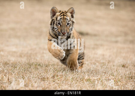 Sibirische Tiger (Panthera Tigris Altaica) Cub laufen durch den Rasen Stockfoto