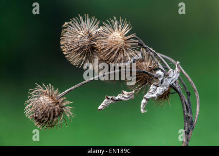 Trockenen samen Klette Köpfe mit Haken, Holz Klette Arctium nemorosum. Hitchhiker Pflanze, aus der Art geschlagen Stockfoto