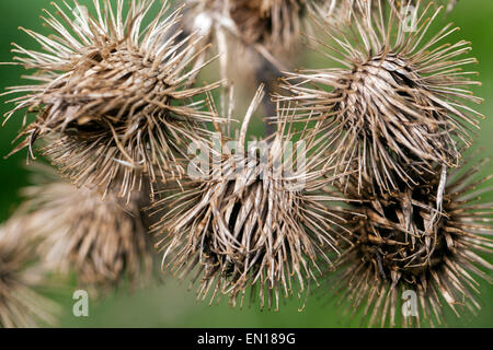 Klettenköpfe für trockene Samen mit Haken, Kuckucksklettenklette, Arctium minus Anhalter-Klettenklettverschluss-Klettenklette Getrocknete Klettenklette kleine Klettenklette Stockfoto