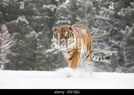 Sibirische Tiger (Panthera Tigris Altaica) Erwachsenen aus dem Wald durch den Schnee wandern Stockfoto