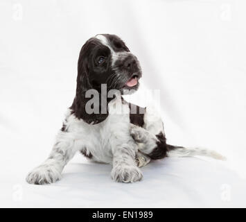 Englischer Cocker Spaniel Welpen. Sieben Wochen alt. Stockfoto