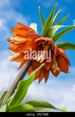 Orange Fritillaria Imperialis (Crown Imperial) in Nahaufnahme mit Nicken, Blumen und Regentropfen auf den Blättern. Stockfoto