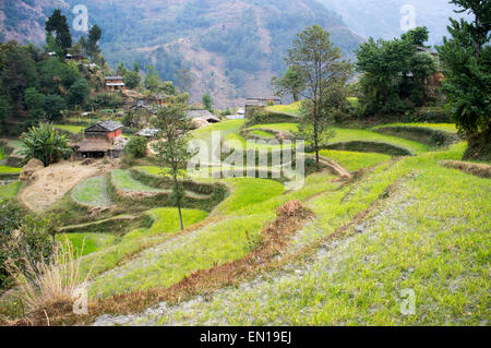Landhaus im Berg, Bereich der Annapurna Sanctuary, Annapurna Trek, Nepal Stockfoto