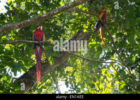 Ein paar rote Aras, der Nationalvogel von Honduras, Copán, Honduras Stockfoto