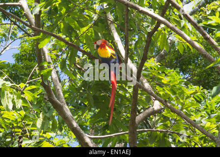 Hellroten Aras, Nationalvogel von Honduras, Copán, Honduras Stockfoto