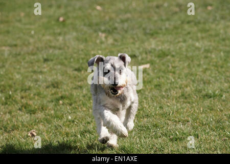 Schnauzer-Hund läuft auf dem Rasen, lächelnd und glücklich suchen Stockfoto