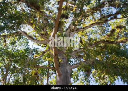 Kapok-Baum (Ceiba Pentandra) verbreitet seine Schatten über Copán, Honduras Stockfoto