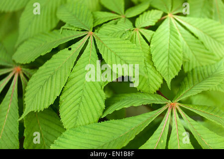 Aesculus hippocastanum, Rosskastanie Blätter Stockfoto