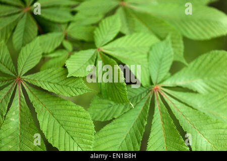 Aesculus hippocastanum, Rosskastanie Blätter Stockfoto