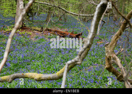 Surrey, UK. 25. April 2015. Alten Simm Wäldchen, Surrey, UK. Ein Meer von Glockenblumen Teppich Surrey Waldland. Gutes Wetter sah Wanderer und Familien ein Spaziergang durch die Blumen auf den North Downs. April und Mai sind traditionell gute Zeiten um die Blumen zu sehen. Bildnachweis: Dave Stevenson/Alamy Live-Nachrichten Stockfoto