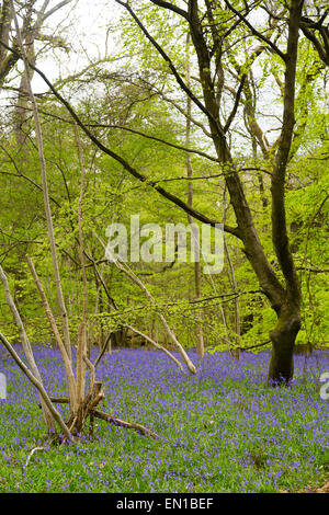 Surrey, UK. 25. April 2015. Alten Simm Wäldchen, Surrey, UK. Ein Meer von Glockenblumen Teppich Surrey Waldland. Gutes Wetter sah Wanderer und Familien ein Spaziergang durch die Blumen auf den North Downs. April und Mai sind traditionell gute Zeiten um die Blumen zu sehen. Bildnachweis: Dave Stevenson/Alamy Live-Nachrichten Stockfoto