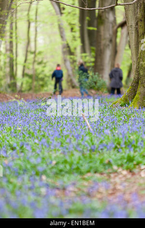 Surrey, UK. 25. April 2015. Alten Simm Wäldchen, Surrey, UK. Eine Familie geht durch das Meer der Glockenblumen Teppichboden Surrey Waldland. Gutes Wetter sah Wanderer und Familien ein Spaziergang durch die Blumen auf den North Downs. April und Mai sind traditionell gute Zeiten um die Blumen zu sehen. Bildnachweis: Dave Stevenson/Alamy Live-Nachrichten Stockfoto