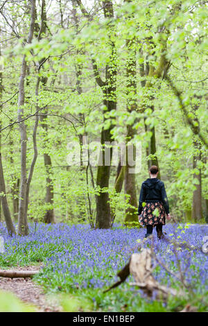 Surrey, UK. 25. April 2015. Alten Simm Wäldchen, Surrey, UK. Eine Gehhilfe, die das Meer von Glockenblumen Teppichboden Surrey Waldland bewundern. Gutes Wetter sah Wanderer und Familien ein Spaziergang durch die Blumen auf den North Downs. April und Mai sind traditionell gute Zeiten um die Blumen zu sehen. Bildnachweis: Dave Stevenson/Alamy Live-Nachrichten Stockfoto