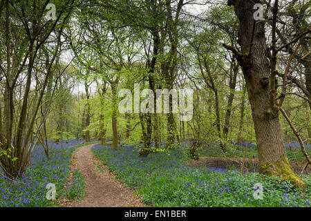 Surrey, UK. 25. April 2015. Alten Simm Wäldchen, Surrey, UK. Ein Pfad durch das Meer der Glockenblumen Teppichboden Surrey Waldland. Gutes Wetter sah Wanderer und Familien ein Spaziergang durch die Blumen auf den North Downs. April und Mai sind traditionell gute Zeiten um die Blumen zu sehen. Bildnachweis: Dave Stevenson/Alamy Live-Nachrichten Stockfoto