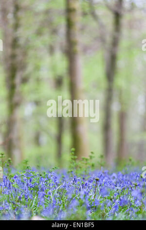 Surrey, UK. 25. April 2015. Alten Simm Wäldchen, Surrey, UK. Ein Meer von Glockenblumen Teppich Surrey Waldland. Gutes Wetter sah Wanderer und Familien ein Spaziergang durch die Blumen auf den North Downs. April und Mai sind traditionell gute Zeiten um die Blumen zu sehen. Bildnachweis: Dave Stevenson/Alamy Live-Nachrichten Stockfoto