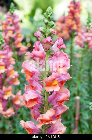 Bunte Snapdragon Blüte im Botanischen Garten. Stockfoto