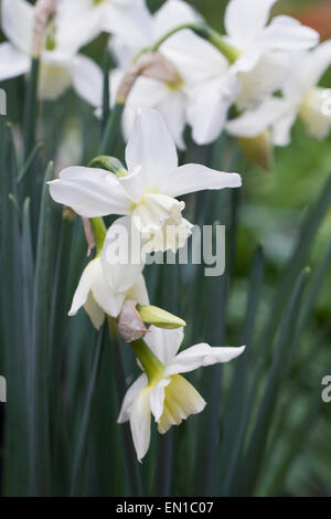 Narzissen 'Thalia' im Garten. Stockfoto