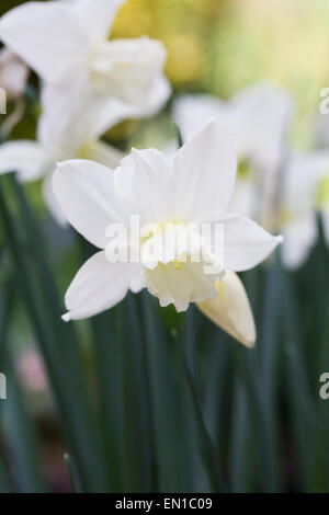 Narzissen 'Thalia' im Garten. Stockfoto