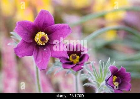 Pulsatilla Vulgaris. Küchenschellen im Steingarten. Stockfoto