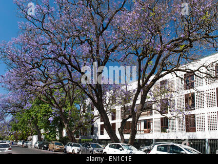 Jacaranda-Bäume in voller Blüte Helderberg unterwegs in der Stadt Stellenbosch in der Western Cape in Südafrika. Stockfoto