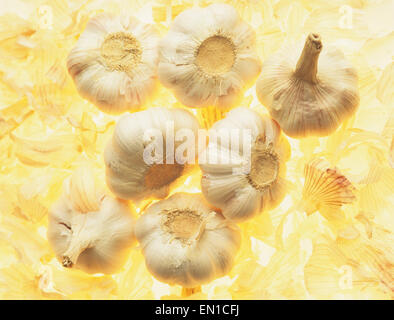 Allium Sativum, Knoblauch, umgangsprachlich ist eine Art der Zwiebel-Gattung Allium. Knoblauch wird weltweit angebaut, aber China ist bei weitem der größte Produzent von Knoblauch Stockfoto