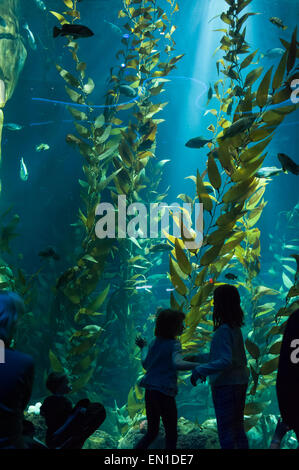 Touristenattraktion: Die Pazifische Kelp-Ausstellung in Aquarien von Kanada, Toronto Stockfoto