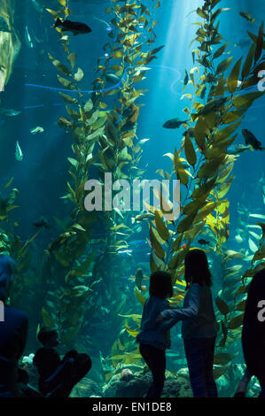 Touristenattraktion: Die Pazifische Kelp-Ausstellung in Aquarien von Kanada, Toronto Stockfoto