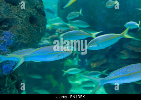 Gefährliche Lagune Ausstellung, touristische Attraktion in Aquarien von Kanada, Toronto Stockfoto