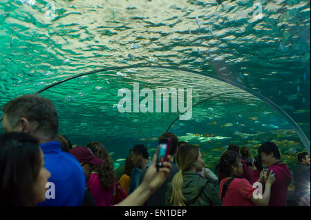 Gefährliche Lagune Ausstellung, touristische Attraktion in Aquarien von Kanada, Toronto Stockfoto