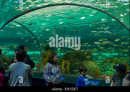 Gefährliche Lagune Ausstellung, touristische Attraktion in Aquarien von Kanada, Toronto Stockfoto