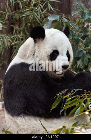 Giant Panda, Ailuropoda Melanoleuca, den Zoo von Chiang Mai, Thailand Stockfoto