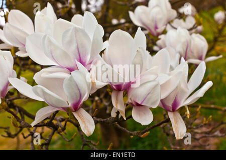 Rosa Magnolie Blüten auf einem Ast. Stockfoto