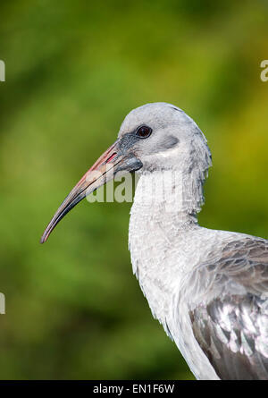 Hadeda Ibis (Bostrychia Hagedash) in Kirstenbosch Botanical Gardens in Kapstadt, Südafrika. Stockfoto