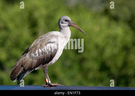 Hadeda Ibis (Bostrychia Hagedash) in Kirstenbosch Botanical Gardens in Kapstadt, Südafrika. Stockfoto