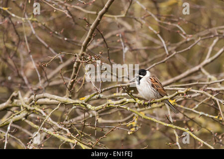 Männliche Reed Buting Pearched in einem Baum in der Nähe von der Futterstelle im Sommer Leys Naturreservat. Stockfoto