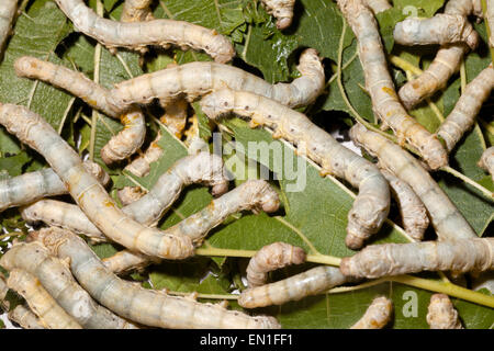 Domestiziert, Silkmoth, Bombyx Mori, jungen Raupen auf Maulbeerblättern, Chiang Mai, Thailand Stockfoto