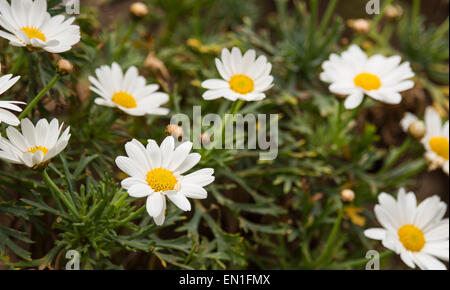 Das Todesurteil am Nachmittag Stockfoto