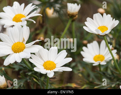 Die weiße Daises am Nachmittag Stockfoto