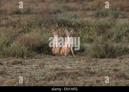 Zucht paar Black-backed Schakale. Stockfoto