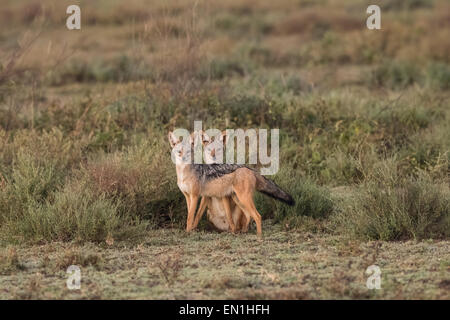 Zucht paar Black-backed Schakale. Stockfoto