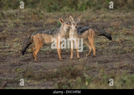 Zucht paar Black-backed Schakale. Stockfoto