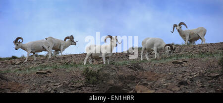 Dall-Schafe (Ovis Dalli) Rams Weiden auf einem Bergrücken oberhalb Polychrome Pass im Denali-Nationalpark, Alaska. Der Park war ursprünglich c Stockfoto