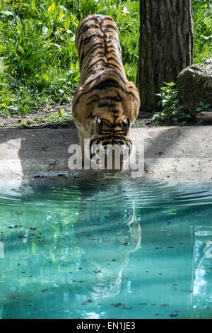 Tiger aus Pool Wasser trinken Stockfoto