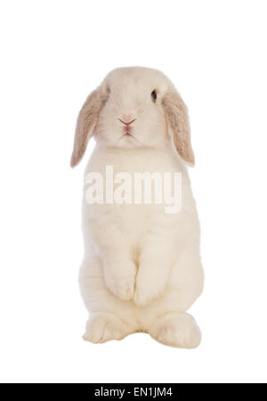 Weiße Mini lop Hase stehend am hinteren Beine isoliert auf weißem Hintergrund Stockfoto